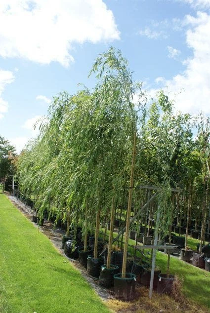 Treurwilg (Salix Sepulcralis 'Chrysocoma') 4 Treurwilg (Salix Sepulcralis 'Chrysocoma') - Image 2