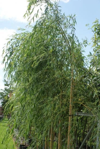 Treurwilg (Salix Sepulcralis 'Chrysocoma') 7 Treurwilg (Salix Sepulcralis 'Chrysocoma') - Image 5