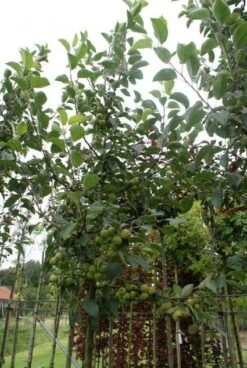 Sierappel (Malus 'Golden Hornet') -Garden Plants Series Store 20120214155108 12