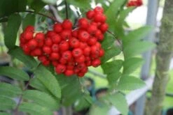 Gewone Lijsterbes, Bosplantsoen (Sorbus Aucuparia) -Garden Plants Series Store 20120214160422 2