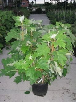 Eikenbladhortensia (Hydrangea Quercifolia) -Garden Plants Series Store 20120215133849 6