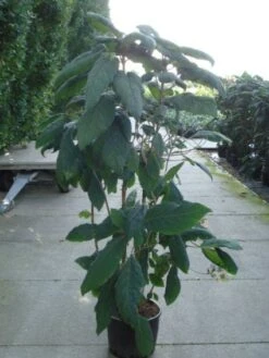 Fluweelhortensia (Hydrangea Aspera 'Macrophylla') -Garden Plants Series Store 20120215134833 6