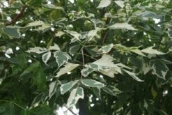 Vederesdoorn Als Boom (Acer Negundo 'Flamingo') -Garden Plants Series Store 20120215154305 11 1