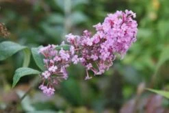 Vlinderstruik (Buddleja Davidii 'Pink Delight') -Garden Plants Series Store 20120215162826 3