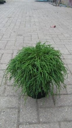 Cypres (Chamaecyparis Pisifera 'Filifera Nana') -Garden Plants Series Store 20120215164213 2