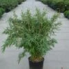 Niet Woekerende Bamboe (Fargesia 'Great Wall') -Garden Plants Series Store 20120217134025 7