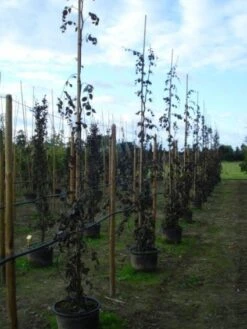 Rode Treurbeuk (Fagus Sylvatica 'Purple Fountain') 11 Rode Treurbeuk (Fagus Sylvatica 'Purple Fountain') -Garden Plants Series Store 20120217134436 11