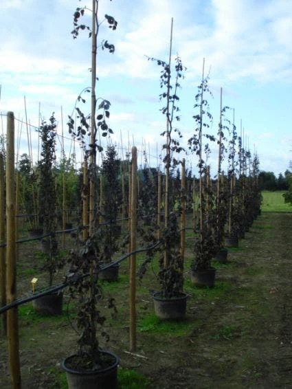 Rode Treurbeuk (Fagus Sylvatica 'Purple Fountain') 6 Rode Treurbeuk (Fagus Sylvatica 'Purple Fountain') - Image 4
