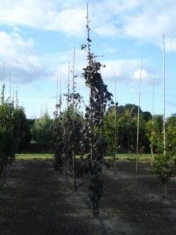 Rode Treurbeuk (Fagus Sylvatica 'Purple Fountain') 10 Rode Treurbeuk (Fagus Sylvatica 'Purple Fountain') -Garden Plants Series Store 20120217134500 11