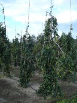 Treurbeuk (Fagus Sylvatica 'Pendula') -Garden Plants Series Store 20120217134533 14