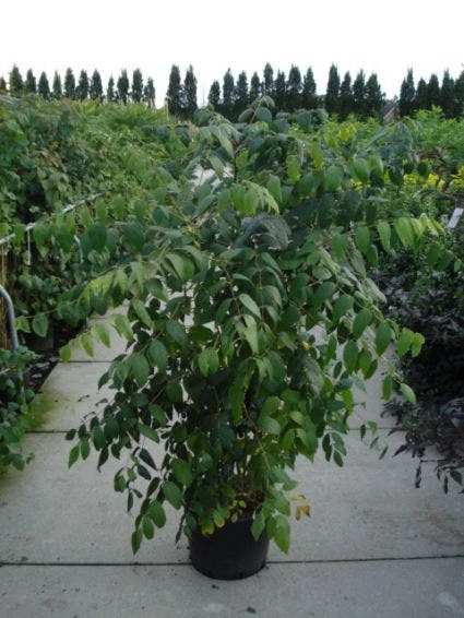 Augurkenstruik (Decaisnea Fargesii) 4 Augurkenstruik (Decaisnea Fargesii) - Image 2