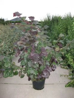 Rode Hazelaar (Corylus Maxima 'Purpurea') -Garden Plants Series Store 20120218101252 50 10