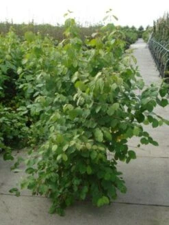 Kornoelje (Cornus Sanguinea 'Winter Beauty) -Garden Plants Series Store 20120218101628 1