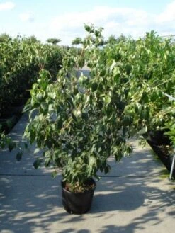 Japanse Kornoelje (Cornus Kousa) -Garden Plants Series Store 20120218102230 60 12 1