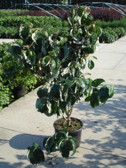 Amerikaanse Kornoelje (Cornus Florida 'Rubra') 5 Amerikaanse Kornoelje (Cornus Florida 'Rubra') - Image 3