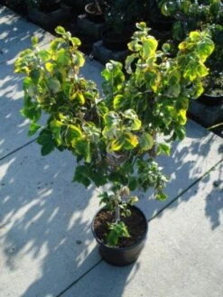 Kornoelje Op Stam (Cornus Florida 'Rainbow') -Garden Plants Series Store 20120218102340 1 1