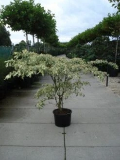 Reuzenkornoelje (Cornus Controversa 'Variegata') -Garden Plants Series Store 20120218102443 7