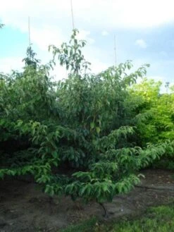 Kornoelje (Cornus Controversa 'Pagoda') -Garden Plants Series Store 20120218102527 2
