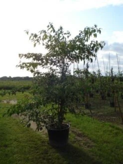 Reuzenkornoelje (Cornus Controversa 'Variegata') -Garden Plants Series Store 20120218102618 11