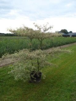 Kornoelje (Cornus Alternifolia 'Argentea') -Garden Plants Series Store 20120218102845 2