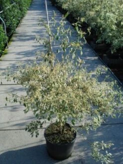 Kornoelje (Cornus Alternifolia 'Argentea') -Garden Plants Series Store 20120218102902 2