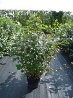 Kornoelje (Cornus Alba 'Sibirica') 11 Kornoelje (Cornus Alba 'Sibirica') -Garden Plants Series Store 20120218103207 6