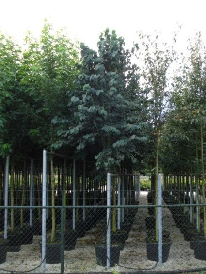 Katsoera Als Boom (Cercidiphyllum Japonicum) 5 Katsoera Als Boom (Cercidiphyllum Japonicum) - Image 3