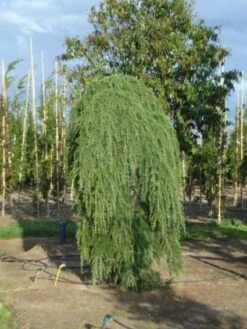 Treurceder (Cedrus Deodara 'Pendula') 14 Treurceder (Cedrus Deodara 'Pendula') -Garden Plants Series Store 20120218104745 13