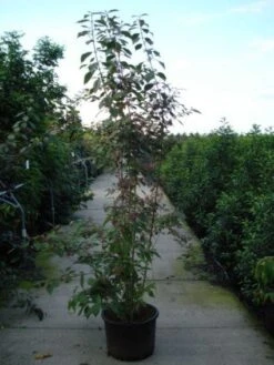 Schoonvrucht (Callicarpa Bodinieri 'Profusion') -Garden Plants Series Store 20120218105422 30 6
