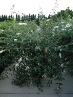 Vlinderstruik (Buddleja Davidii 'White Profusion') -Garden Plants Series Store 20120218105604 3 1