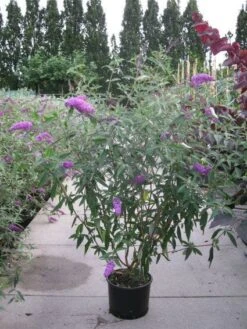 Vlinderstruik (Buddleja Davidii 'Pink Delight') -Garden Plants Series Store 20120218105635 3 1