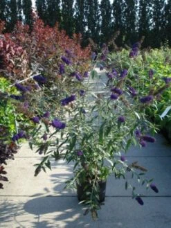 Vlinderstruik (Buddleja Davidii 'Black Knight') -Garden Plants Series Store 20120218105758 5 1