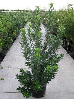 Aardbeiboom Als Struik (Arbutus Unedo) -Garden Plants Series Store 20120218111141 7