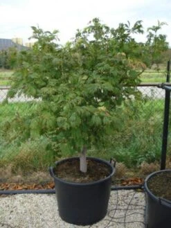 Japanse Esdoorn (Acer Japonicum 'Aconitifolium') -Garden Plants Series Store 20120218111902 10