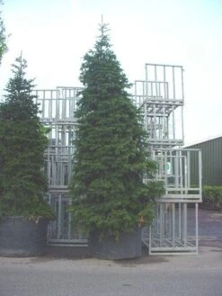 Nordmann-spar (Abies Nordmanniana) -Garden Plants Series Store 20120219160007 21