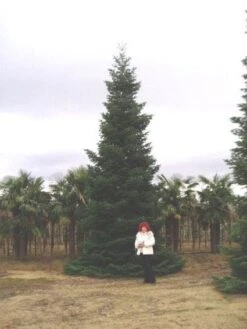 Nordmann-spar (Abies Nordmanniana) -Garden Plants Series Store 20120219160228 21