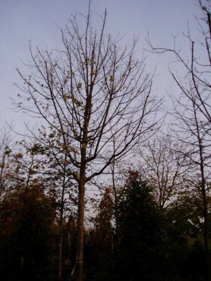 Spaanse Aak (Acer Campestre) 4 Spaanse Aak (Acer Campestre) - Image 2