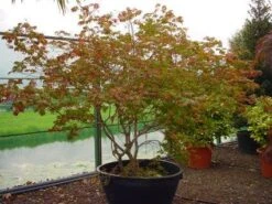 Japanse Esdoorn (Acer Japonicum 'Aconitifolium') -Garden Plants Series Store 20120219161625 10