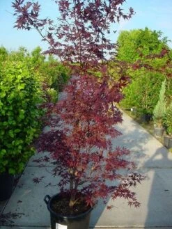 Japanse Esdoorn (Acer Palmatum 'Atropurpureum') -Garden Plants Series Store 20120219161852 9 1