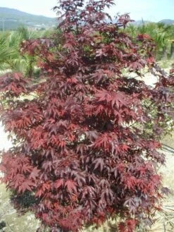 Japanse Esdoorn (Acer Palmatum 'Fireglow') -Garden Plants Series Store 20120220091027 11