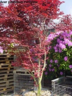 Japanse Esdoorn (Acer Palmatum 'Fireglow') -Garden Plants Series Store 20120220091058 11