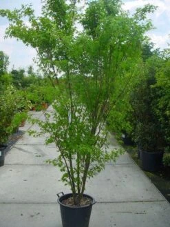 Japanse Esdoorn (Acer Palmatum) -Garden Plants Series Store 20120220092844 11 1