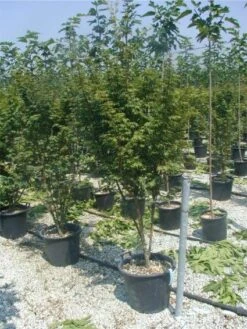Japanse Esdoorn (Acer Palmatum) -Garden Plants Series Store 20120220093454 11 1