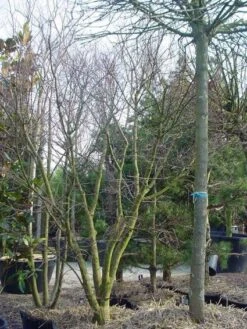 Japanse Esdoorn (Acer Palmatum) -Garden Plants Series Store 20120220093531 11 1