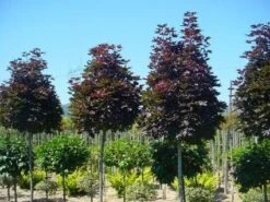 Noorse Esdoorn (Acer Platanoides 'Crimson Sentry') -Garden Plants Series Store 20120220094000 12