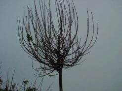 Bolesdoorn (Acer Platanoides 'Globosum') -Garden Plants Series Store 20120220094356 22 1