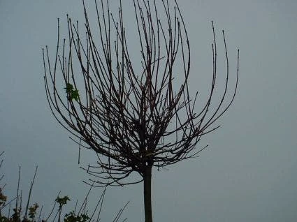 Bolesdoorn (Acer Platanoides 'Globosum') 6 Bolesdoorn (Acer Platanoides 'Globosum') - Image 4