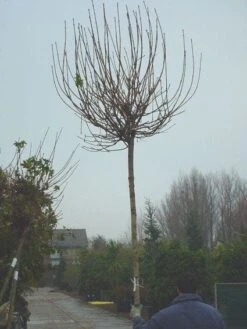 Bolesdoorn (Acer Platanoides 'Globosum') -Garden Plants Series Store 20120220094413 22 1