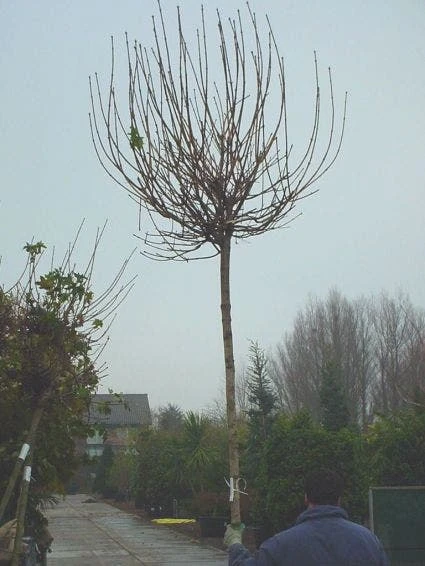 Bolesdoorn (Acer Platanoides 'Globosum') 5 Bolesdoorn (Acer Platanoides 'Globosum') - Image 3