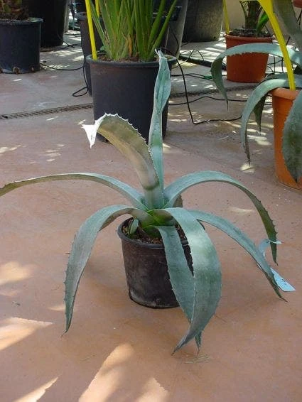 Agave (Agave Americana) 7 Agave (Agave Americana) - Image 5